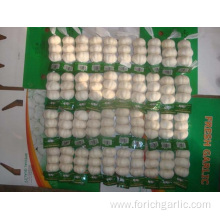 Fresh High Quality Pure White Garlic